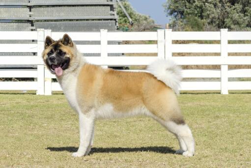 Un akita adulte avec un beau poil laineux