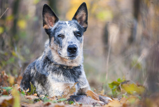 Gros plan sur les belles oreilles pointues d'un chien de berger australien