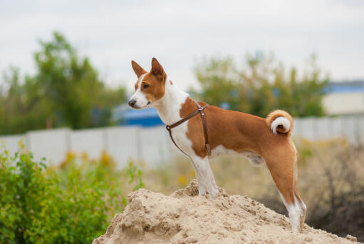 Un adorable petit basenji avec une belle queue bouclée, et des oreilles pointues