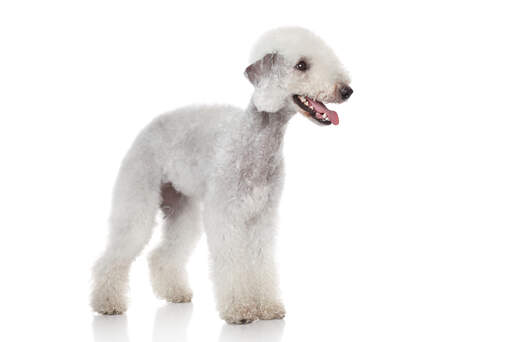 Le beau pelage blanc d'un jeune bedlington terrier