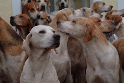 Une meute de foxhounds anglais au chenil