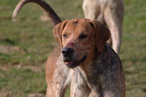 Le beau poil épais d'un foxhound anglais