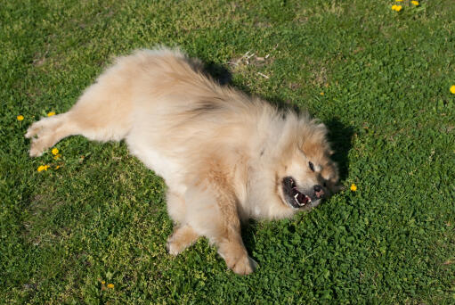 Un eurasier avec un beau pelage épais et doux couché sur l'herbe