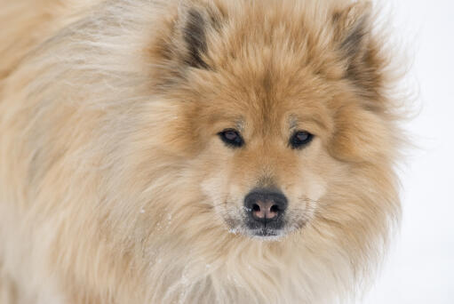 Un gros plan de l'incroyable pelage épais et doux d'un eurasier et de ses yeux de loup.