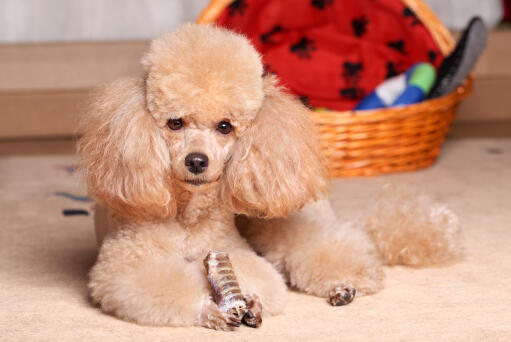 Un merveilleux caniche miniature qui mange une friandise sur le sol