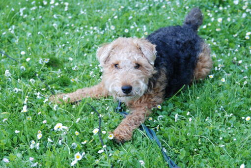 Un petit welsh terrier, prêt à jouer avec son propriétaire