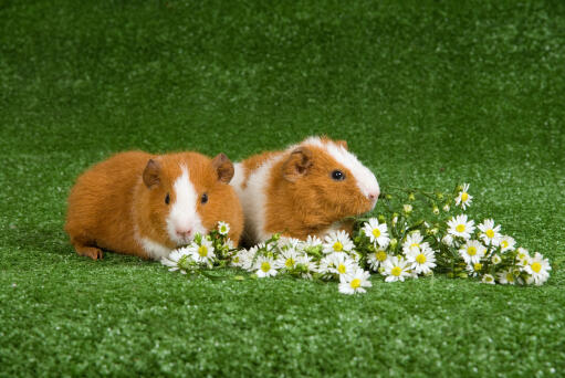 Deux beaux cochons d'inde rex blancs et bruns