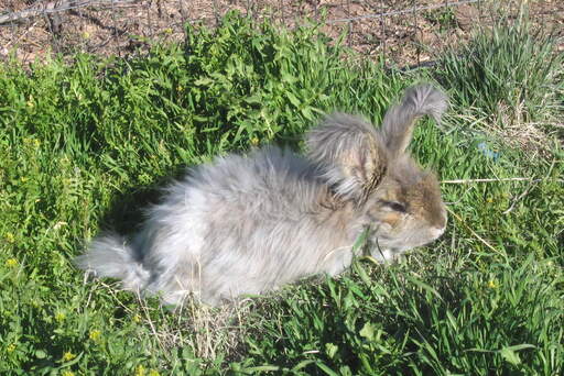 An anGora lapin jouant sur l'herbe