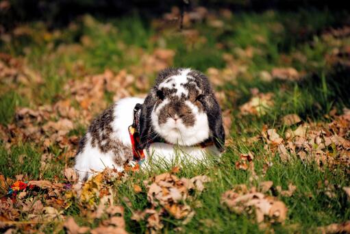 Un adorable petit lapin mini-lop assis dans l'herbe