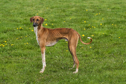 Chien azawakh debout dans un champ avec des pissenlits