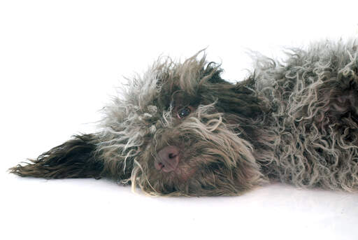 A GorGeous laGotto chiot romagnolo regardant à travers son épaisse fourrure