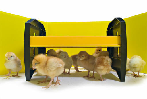 Beaucoup de poulets debout sous une couveuse.