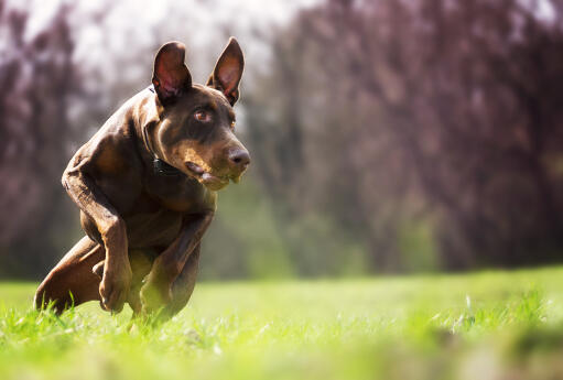 Un doberman pinscher courant à toute allure