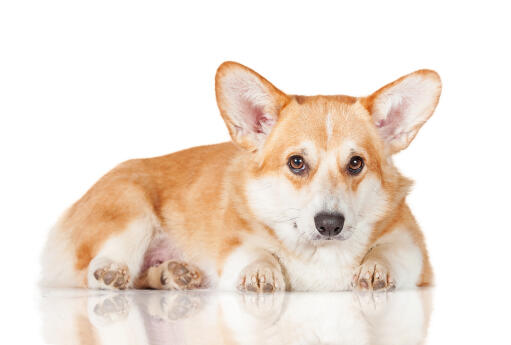 Un jeune adulte pembroke welsh corgi au repos, attendant un peu d'attention