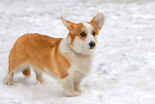 Un corgi gallois cardigan adulte en bonne santé qui profite du Snow