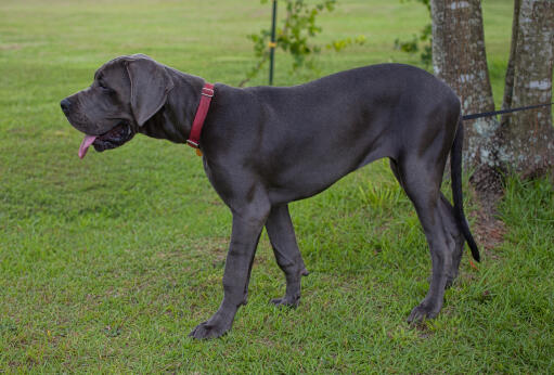 Un dogue allemand adulte en bonne santé montrant son corps incroyablement grand et ses pattes géantes