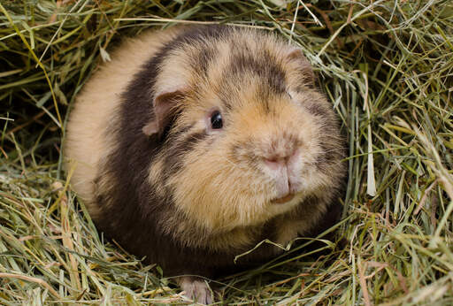 Gros plan sur le nez et la bouche d'un cochon d'inde en peluche.