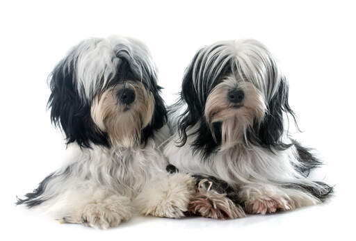 Deux tibetan terriers noirs et blancs avec de magnifiques poils longs et doux