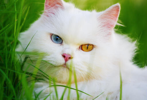 Chat persan aux yeux bizarres en gros plan dans l'herbe