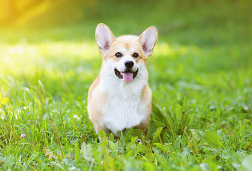 Un beau petit pembroke welsh corgi attendant patiemment dans l'herbe