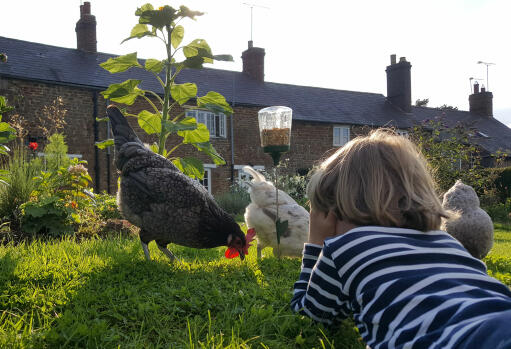 Passez du temps avec vos poules en les regardant picorer leur jouet à picorer.