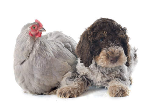 Un mignon laGotto romagnolo couché à côté d'un gentil poulet