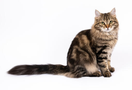 Chat sibérien avec la queue en extension, assis sur un fond blanc