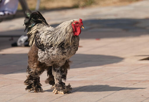 Bantam botté-marcheur