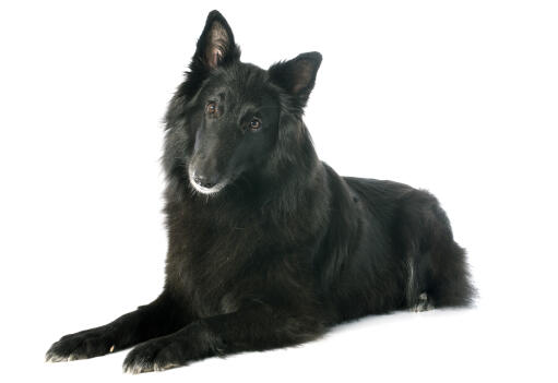 Un beau chien de berger belge (groenendael) couché