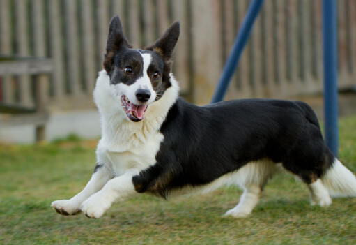 Un cardigan welsh corgi adulte, noir et blanc, appréciant l'exercice.