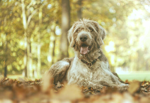 Un chien de chasse aux grands yeux se reposant lors d'une promenade