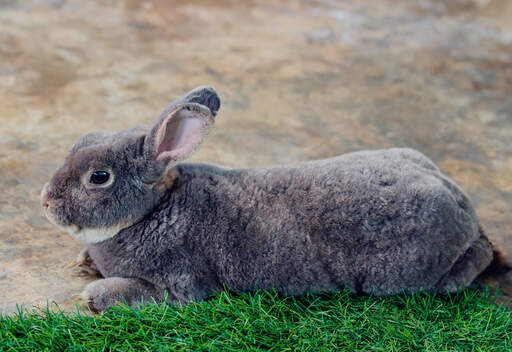La merveilleuse fourrure épaisse gris anthracite d'un lapin géant flamand