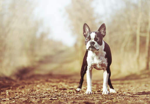 Un merveilleux petit boston terrier se tenant droit, attendant un ordre.