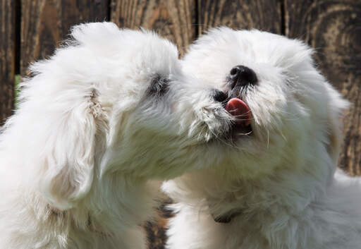 Deux GorGeous coton de tulears qui s'embrassent entre chiens