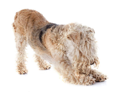 Un lakeland terrier qui s'étire beaucoup