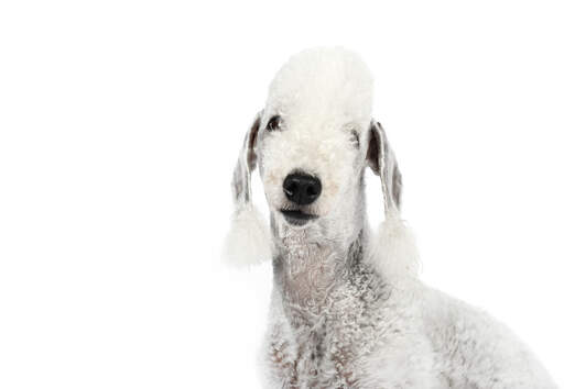 Gros plan sur les longues et belles oreilles d'un bedlington terrier