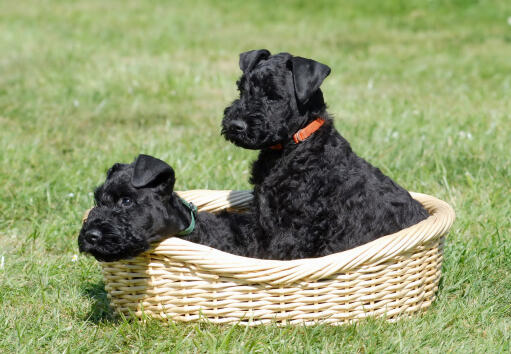 Un merveilleux petit, noir chiots kerry blue terrier assis dans un panier