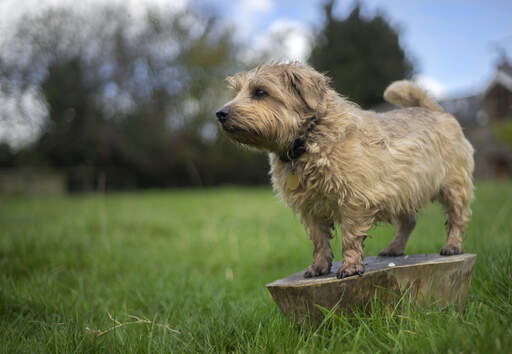 Un norfolk terrier adulte, montrant sa merveilleuse fourrure, ses courtes pattes et son pelage ébouriffé.