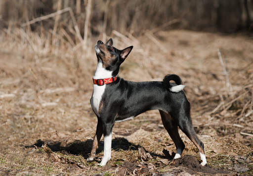 Un jeune basenji noir avec de belles oreilles pointues