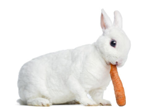 Un adorable petit lapin mini rex qui mange une carotte
