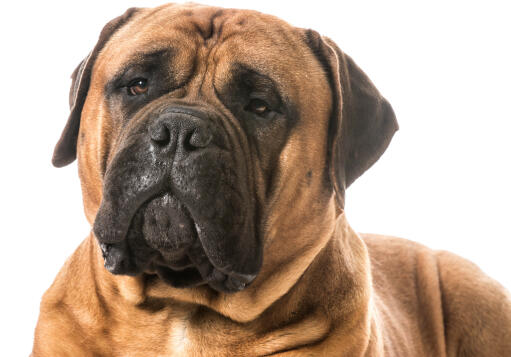 Un gros plan de la face ridée typique d'un bullmastiff