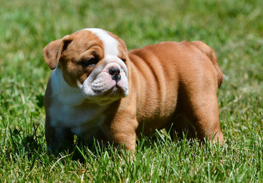 Un beau petit chiot bulldog anglais, profitant du soleil