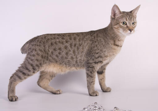 Jeune chat éveillé de type bobtail debout sur un fond blanc