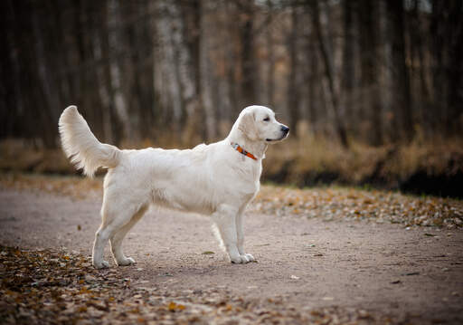 Le beau grand corps et la grande queue d'un Golden retriever