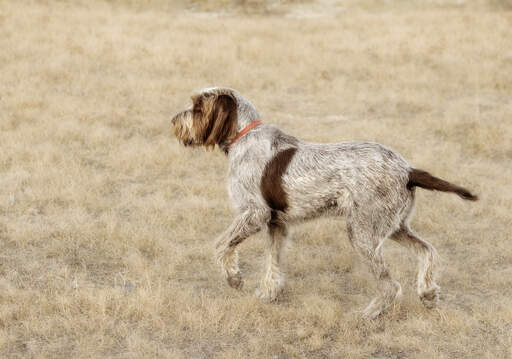 Un spinone italiano montrant sa fourrure douce et rêche et sa queue pointue