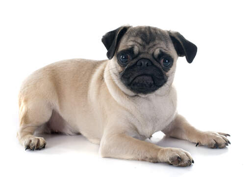 Un adorable petit chiot carlin couché prêt à jouer