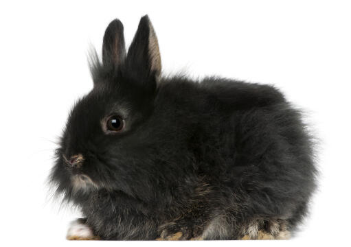 Un magnifique petit lapin à tête de lion à la fourrure noire et douce