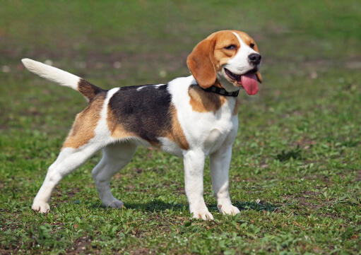 Un chiot beagle avec la langue sortie et la queue en l'air