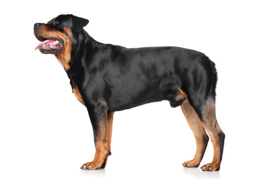 Un GorGeous rottweiler mâle adulte se tenant droit, montrant son physique musclé