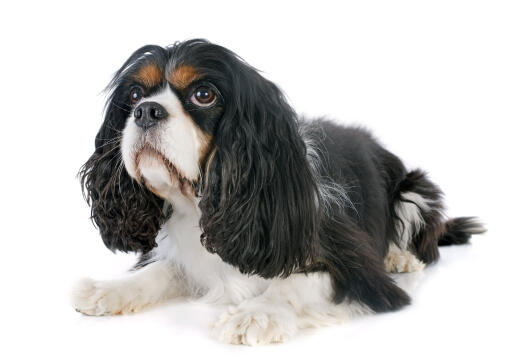 Un épagneul cavalier king charles noir et blanc au pelage doux et agréable